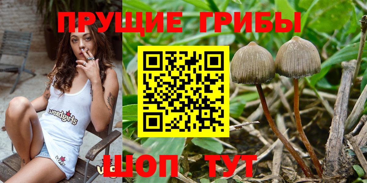 Вологда  Галлюциногенные грибы Psilocybe  Вход с VPN 